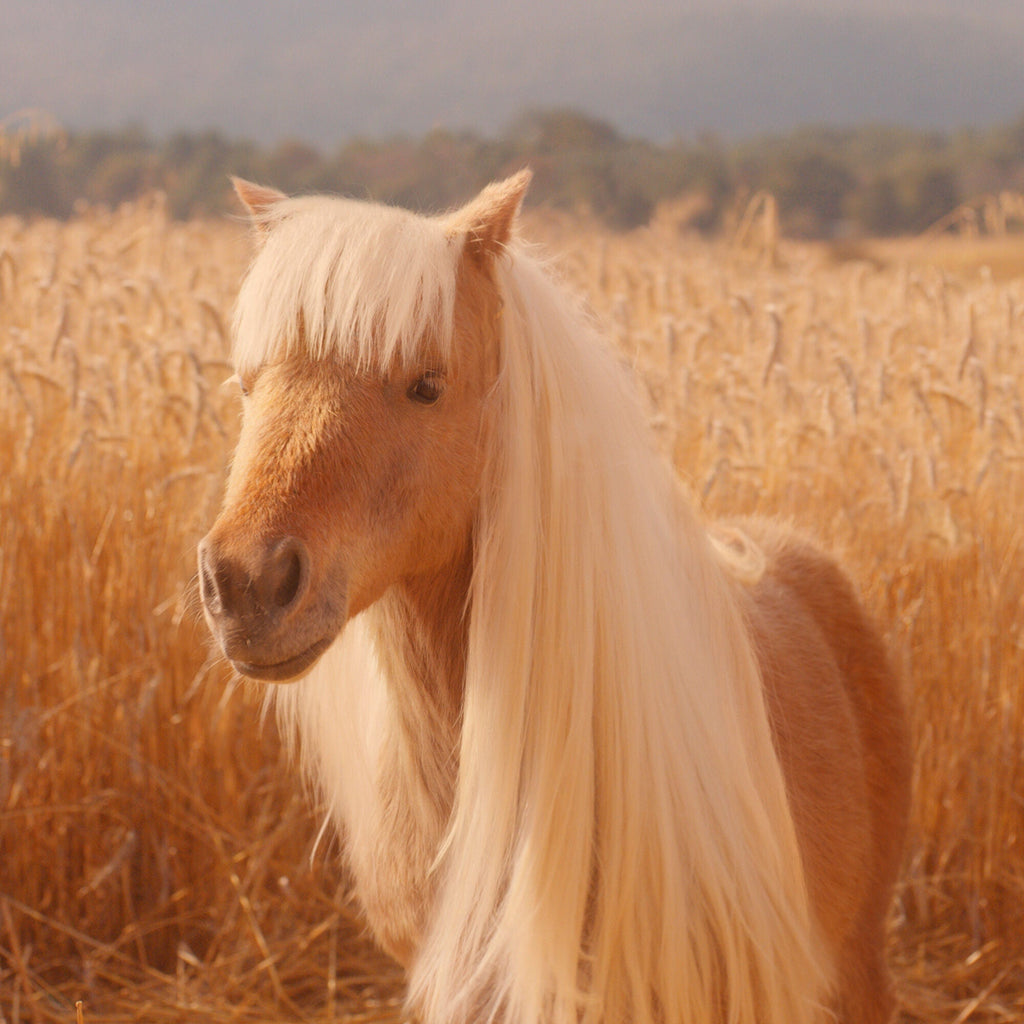 Horse with a long mane standing in a field of tall golden grass.